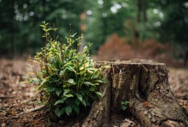 Inspiring Tree Stump Garden Decor Ideas